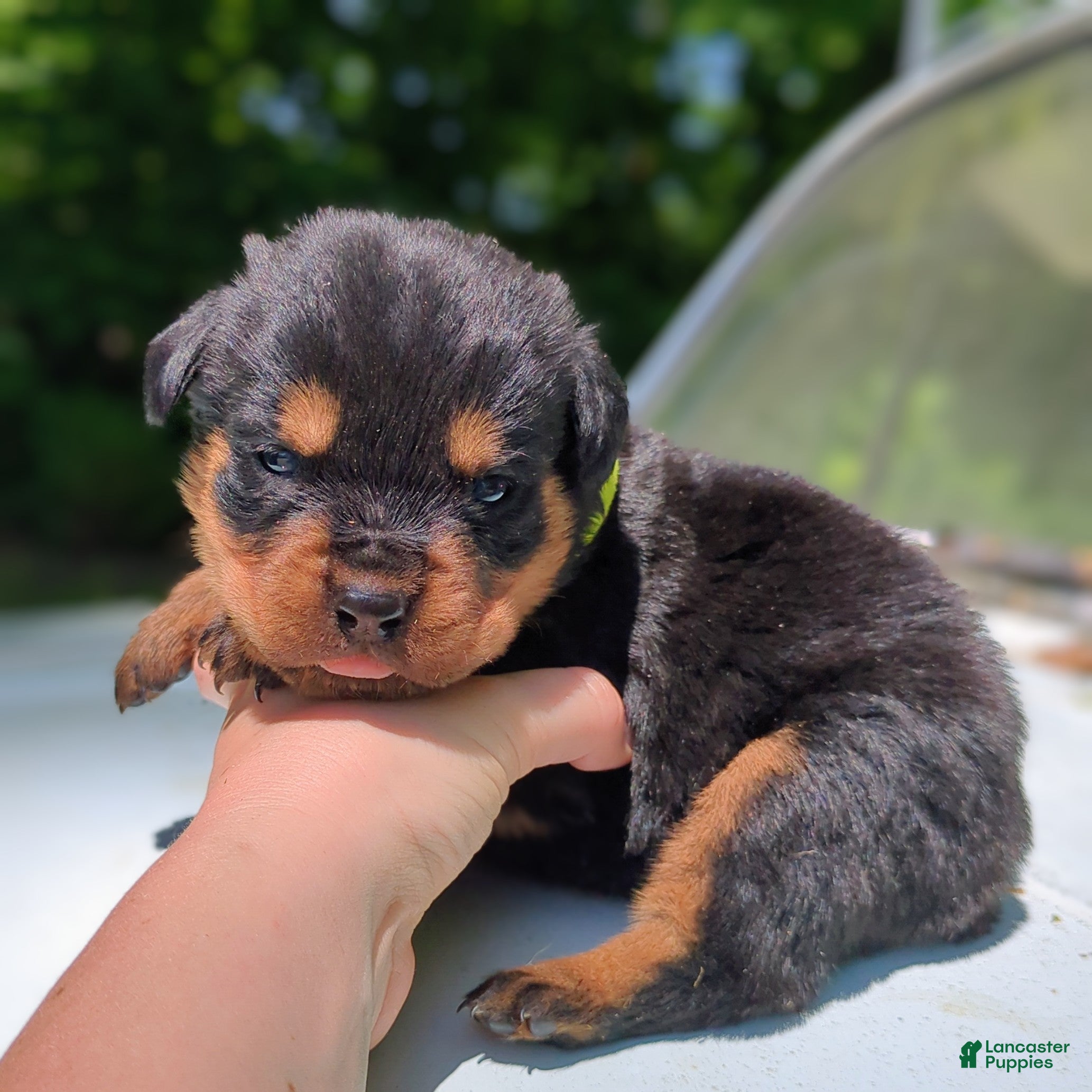 Rottweiler dogs Alfa - Ad 1