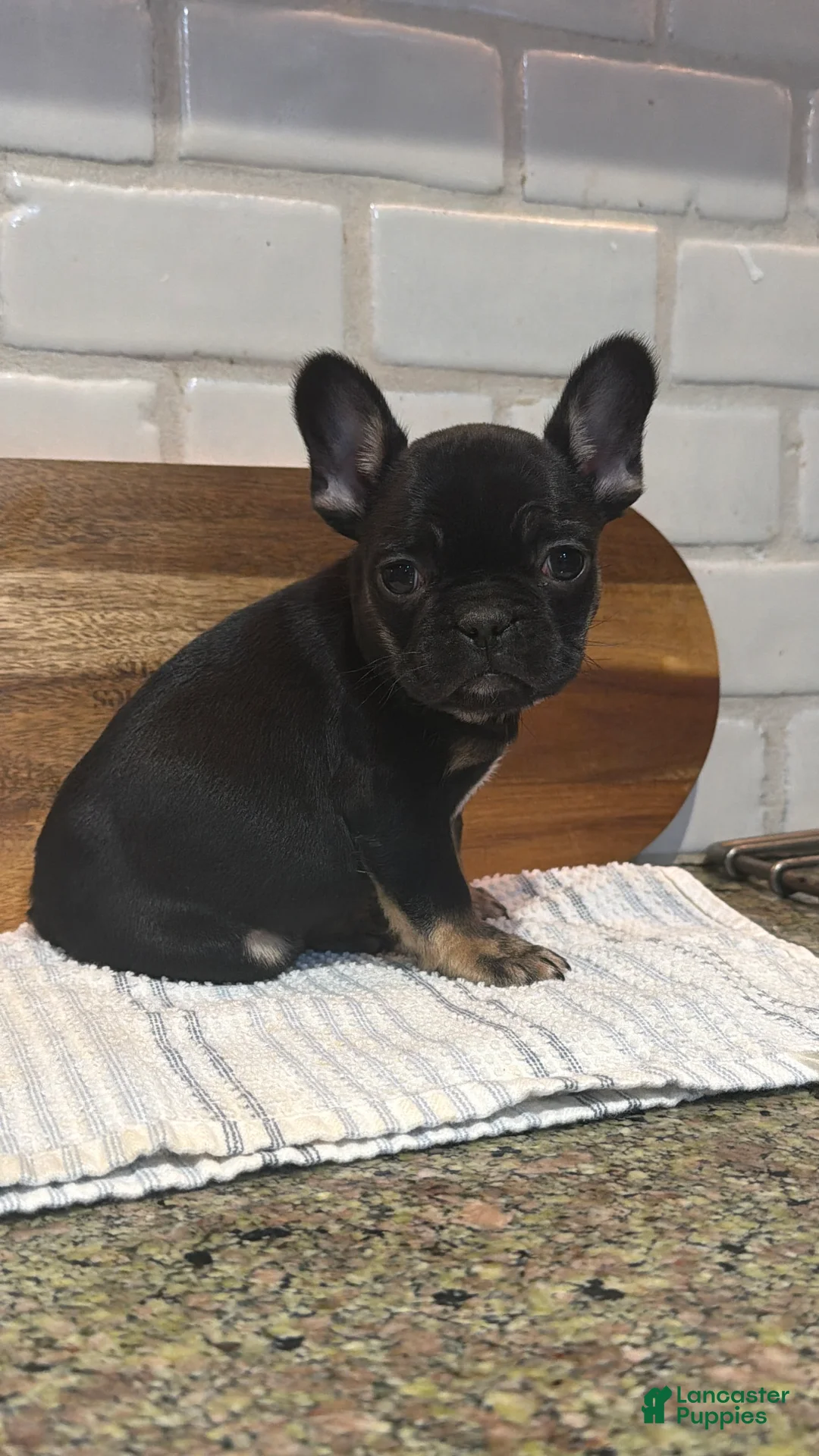 French Bulldog dogs for sale: Minnie - Ad 2