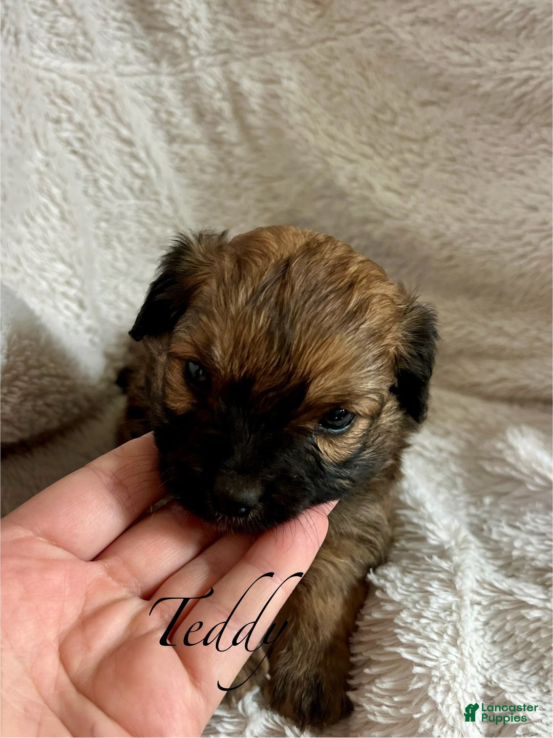 Mixed Breed dogs for sale: Mixed Breed Puppy 4 - Ad 3