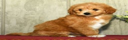 Mini Goldendoodle dogs for sale: Lindsey - Ad 12