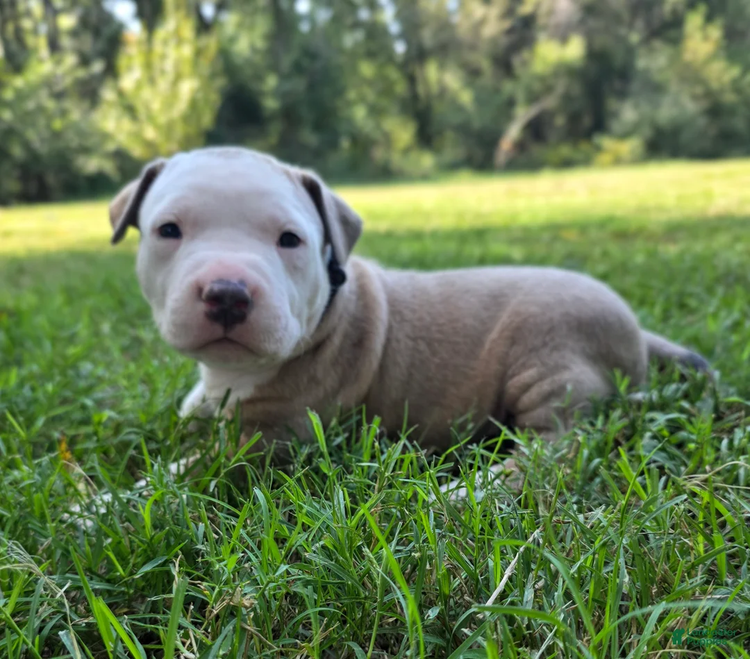 American Bully dogs for sale: American Bully 3 - Ad 2