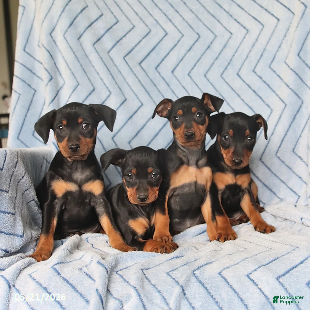 Miniature Pinscher dogs for sale: Porter - Ad 2