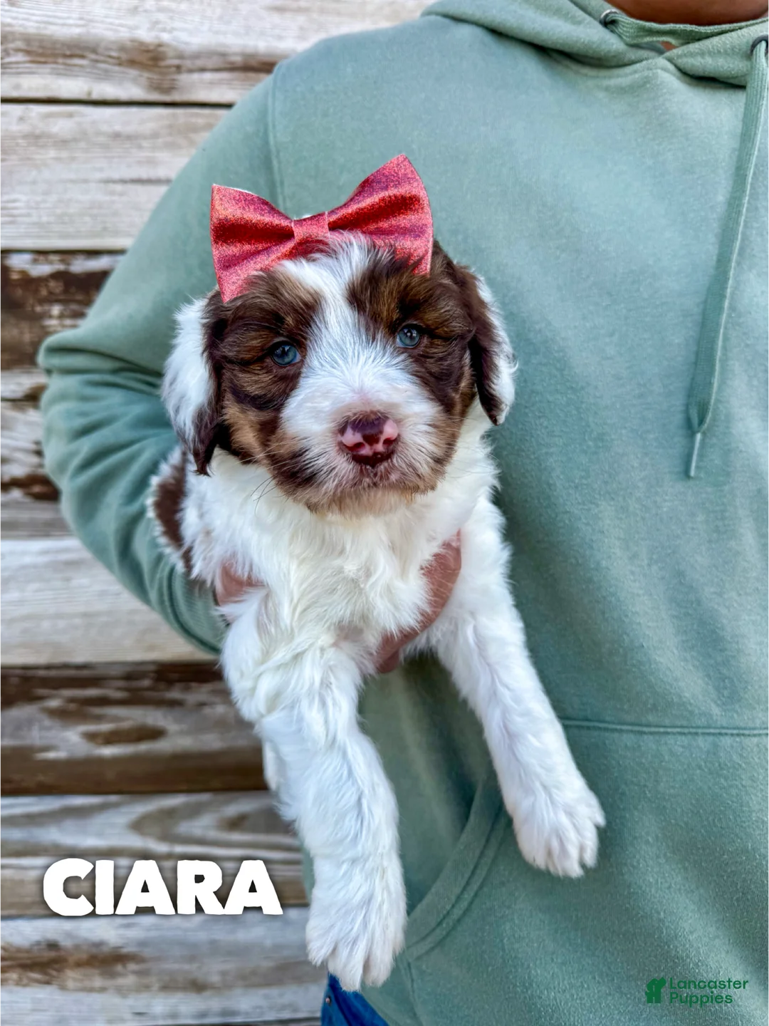 Aussiedoodle dogs for sale: Ciara - Standard F1 - Ad 2