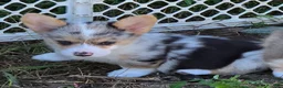 Welsh Corgi Pembroke dogs for sale: Stunning Stanley  - Ad 23