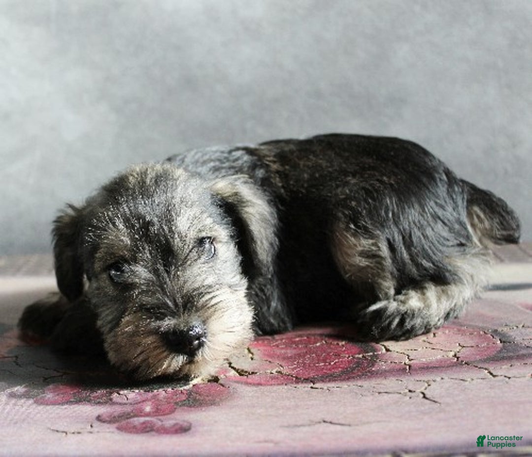 Miniature Schnauzer dogs for sale: Teddy - Ad 4