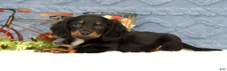 Miniature Dachshund dogs for sale: Joy - Ad 7