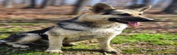 German Shepherd dogs for sale: German Shepherd 1 - Ad 2