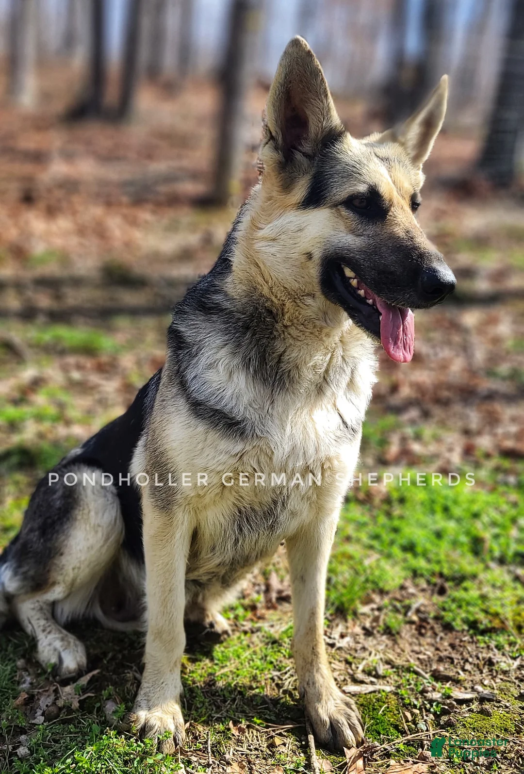 German Shepherd dogs for sale: German Shepherd 1 - Ad 2