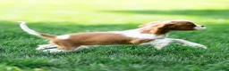 Cavalier King Charles Spaniel dogs for sale: Allen Cavalier King Charles Spaniel Puppy  - Ad 14