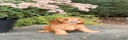 Cavapoo dogs for sale: Diego  - Ad 3