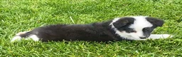 Mixed Breed dogs for sale: Maple - Ad 1