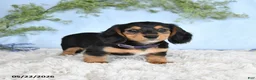 Miniature Dachshund dogs for sale: Hazel - Ad 2