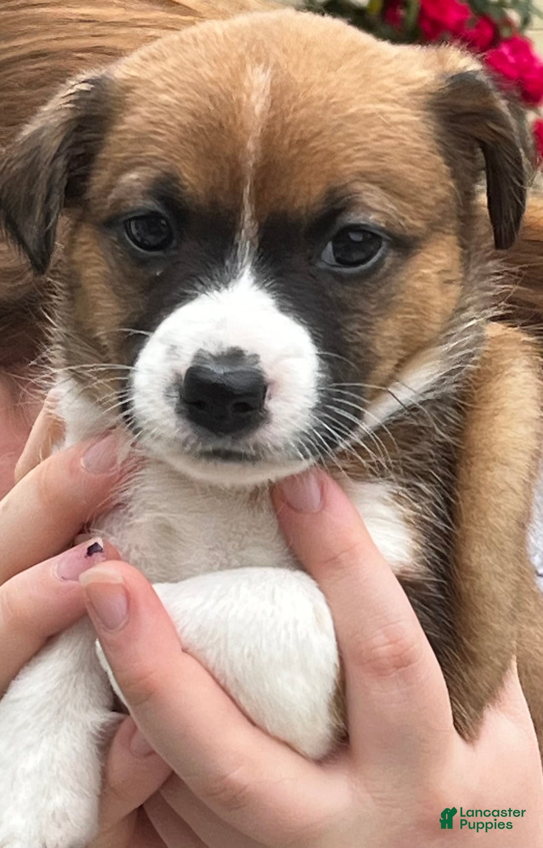 Gallery Image {{count}}