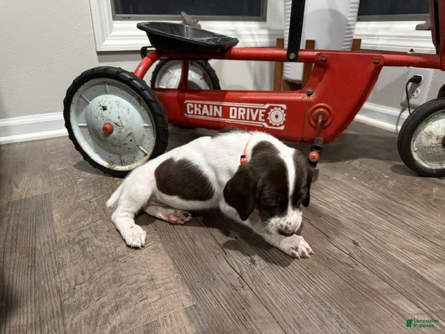 German Shorthaired Pointer dogs Toby - Ad 2