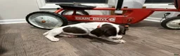 German Shorthaired Pointer dogs for sale: Toby - Ad 2