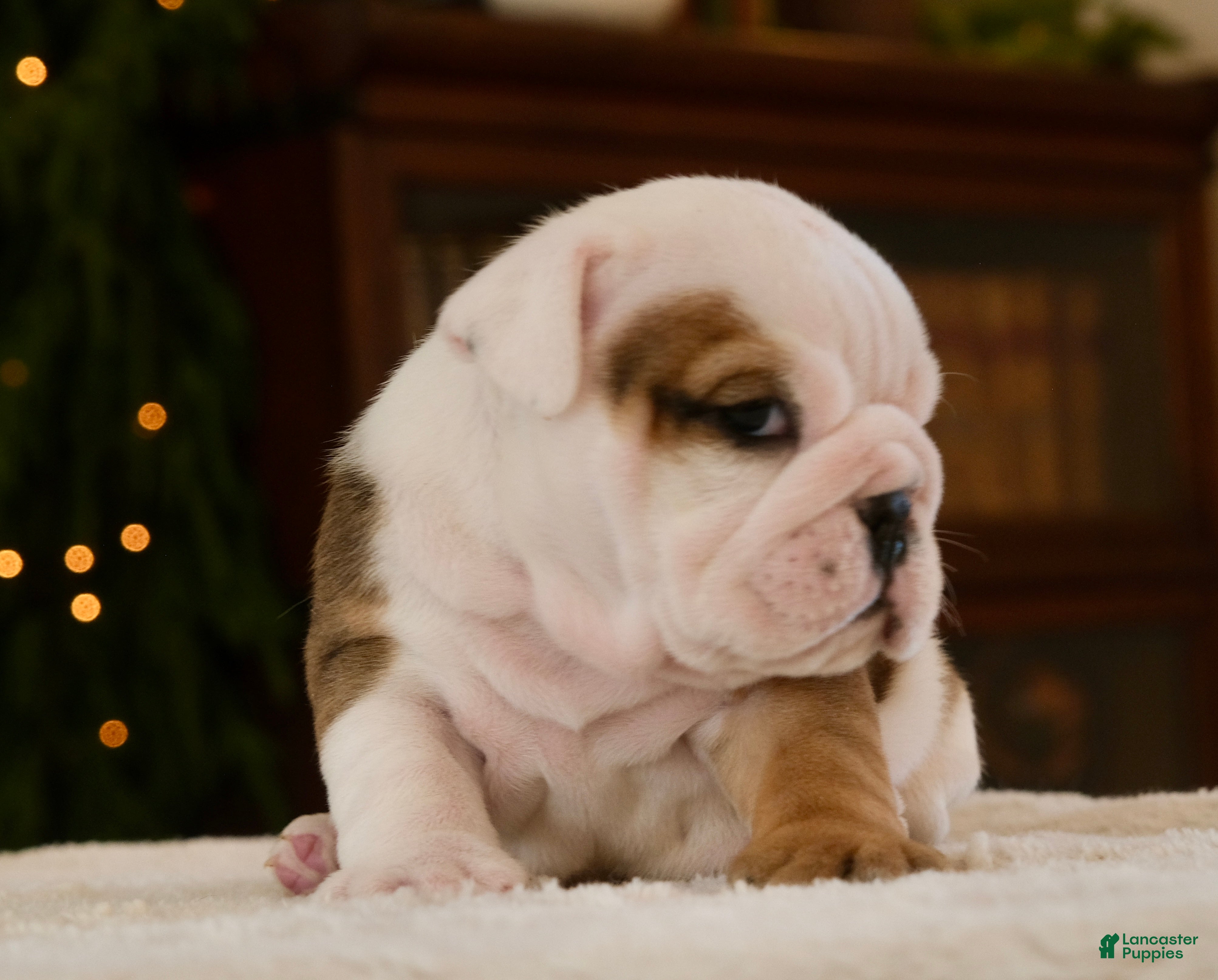 English Bulldog dogs Jack - Ad 6