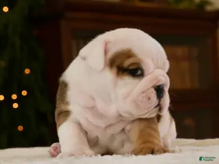 English Bulldog dogs Jack - Ad 6