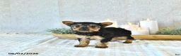 Yorkshire Terrier dogs for sale: Bella   - Ad 5
