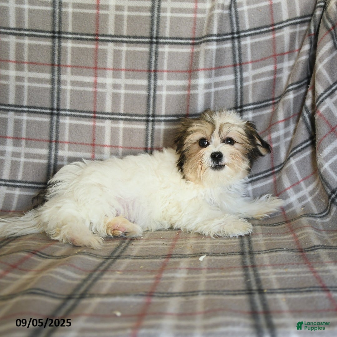 Shorkie dogs for sale: Karl - Ad 11