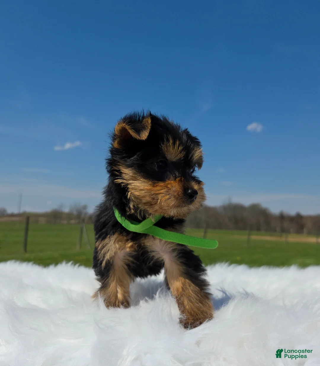 Yorkshire Terrier dogs for sale: Mochi - Ad 2