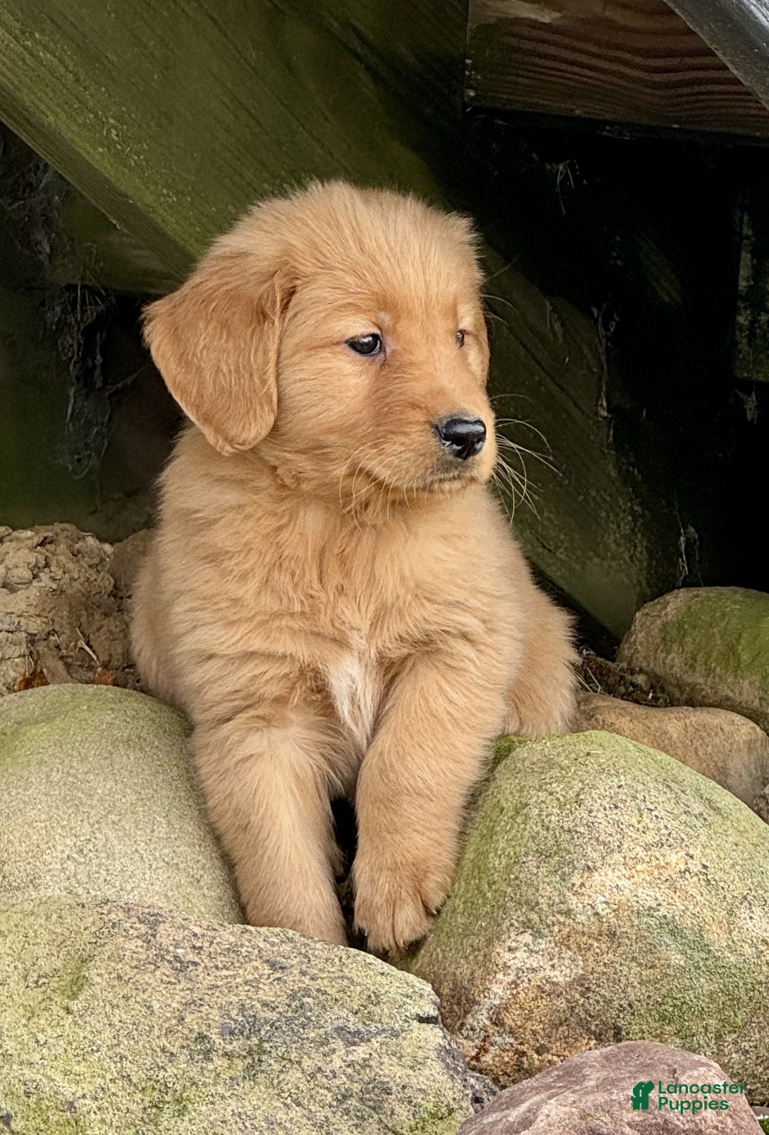 Golden Retriever dogs for sale: Peter - Ad 7