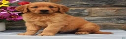Golden Retriever dogs for sale: Sammy - Ad 3
