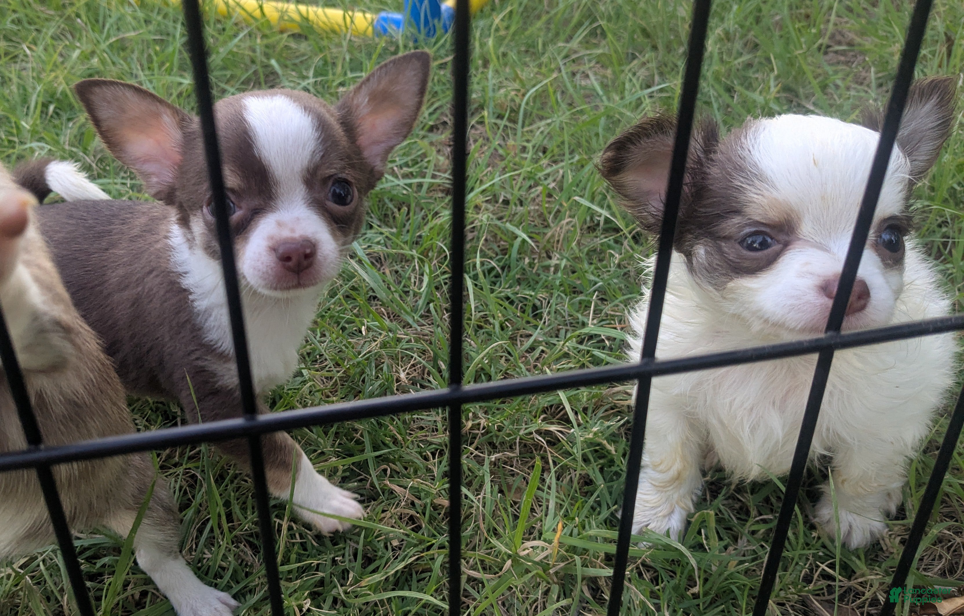 Charlie Brown Smooth Coat Chihuahua for sale in Wittmann