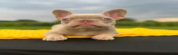 French Bulldog dogs for sale: Cami  - Ad 4