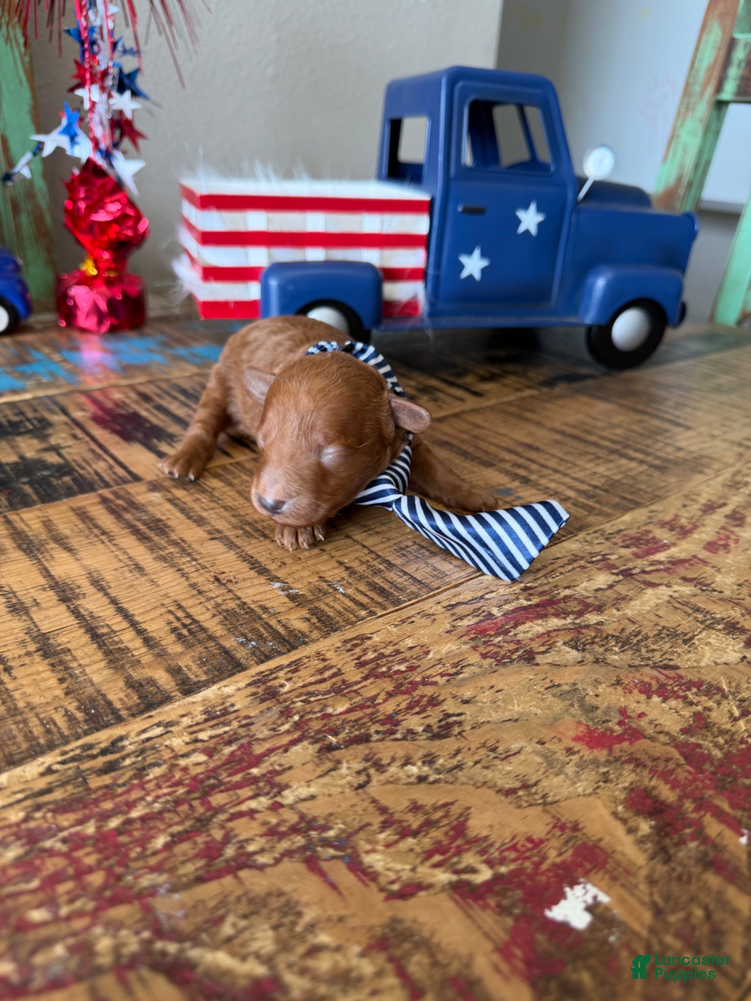 Toy Poodle dogs for sale: Akc Bred the Color Red Boy - Ad 3