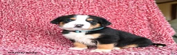 Greater Swiss Mountain Dog dogs for sale: Jet - Ad 3