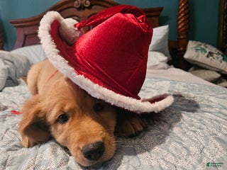 Golden Retriever dogs - Ad 2