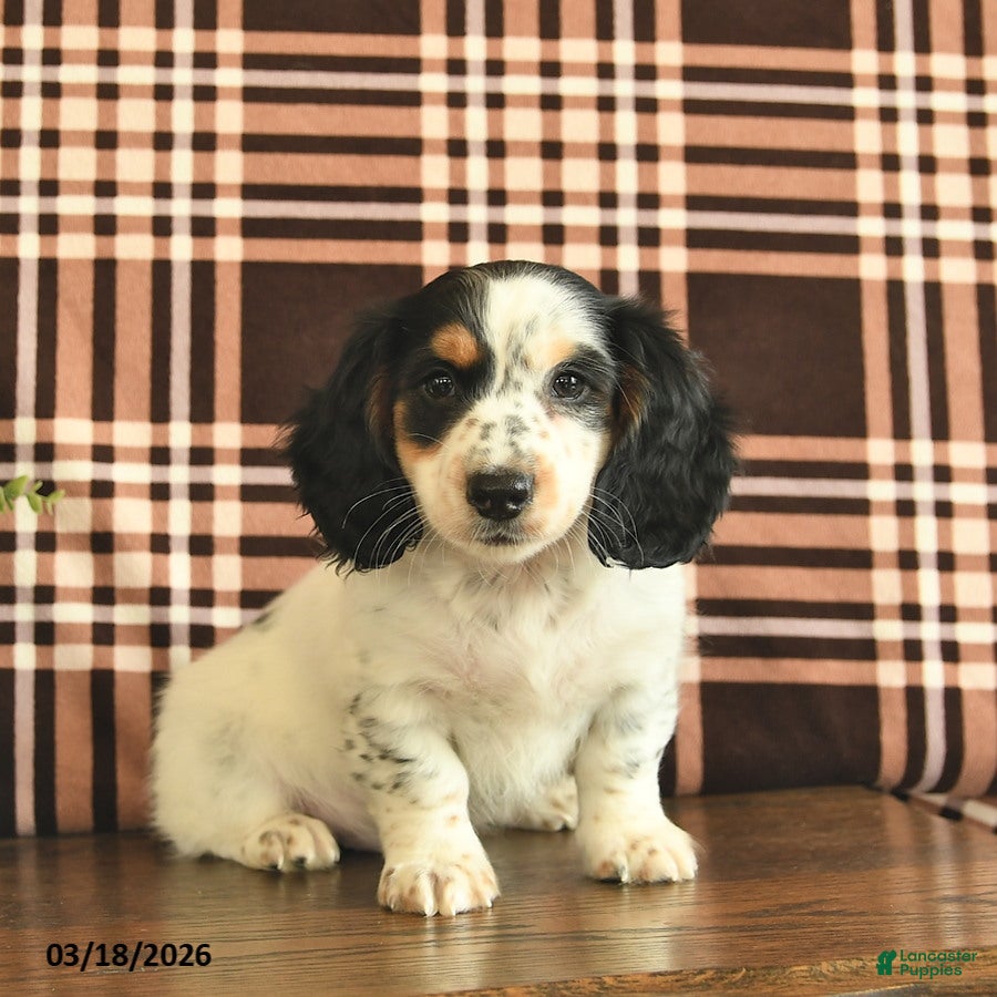 Miniature Dachshund dogs Teddy  - Ad 1