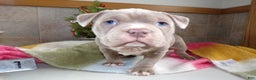 American Bully dogs for sale: American Bully Puppy 1 Zoey - Ad 2