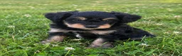 Mini Bernedoodle dogs for sale: Finnick - Ad 2