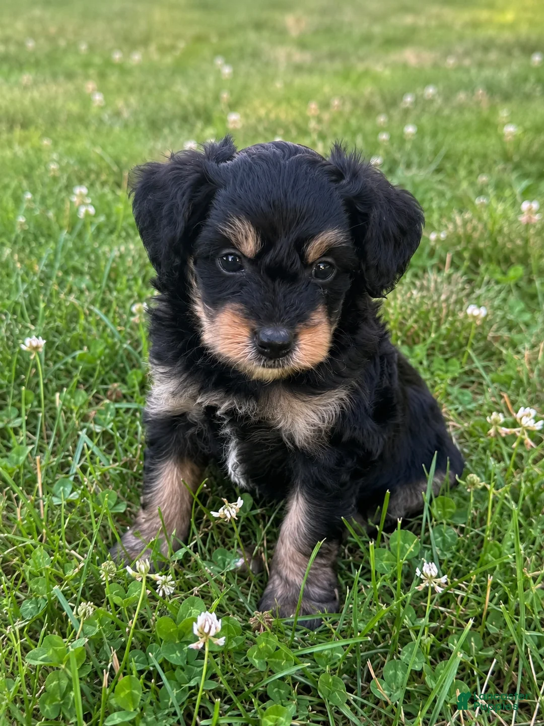 Mini Bernedoodle dogs for sale: Finnick - Ad 2