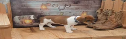 Jug dogs for sale: Faith - Ad 3
