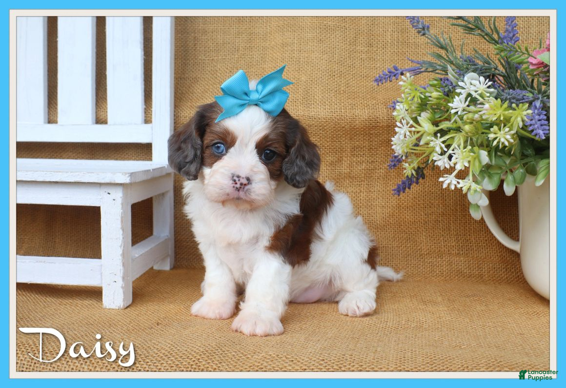 Cavapoo dogs Daisy - Ad 1