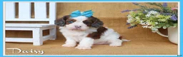 Cavapoo dogs for sale: Daisy - Ad 1
