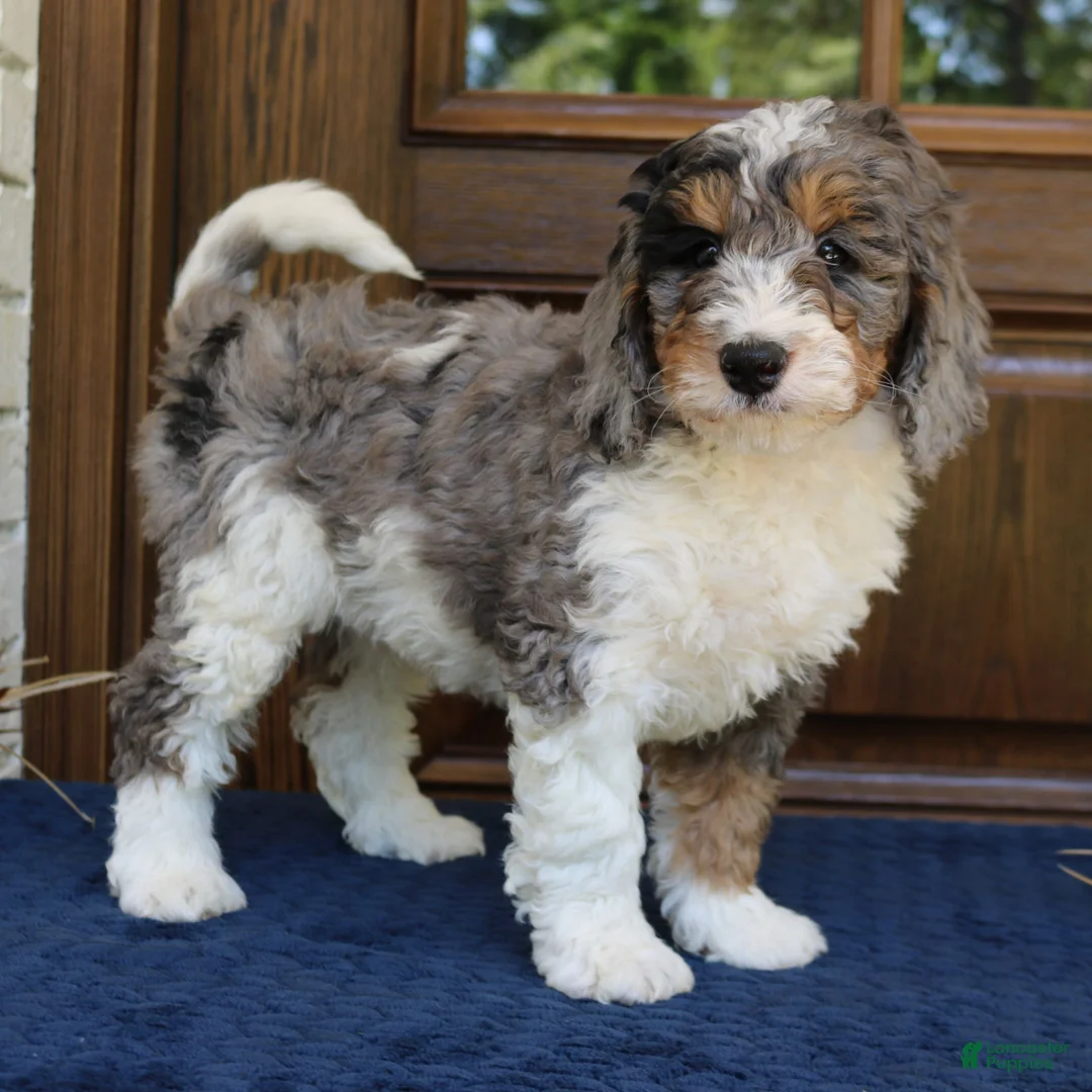 Mini Bernedoodle dogs for sale: Piper  - Ad 2
