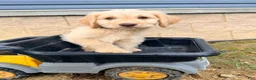 Goldendoodle dogs for sale: Goldendoodle 2 - Ad 3