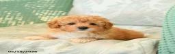 Maltipoo dogs for sale: Willow - Ad 4