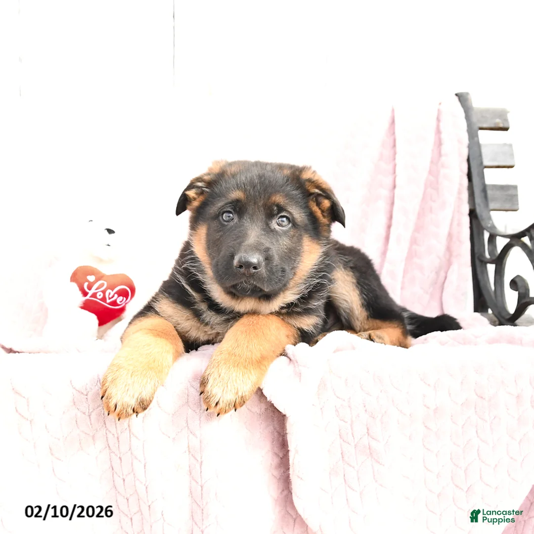 German Shepherd dogs for sale: Shep - Ad 2