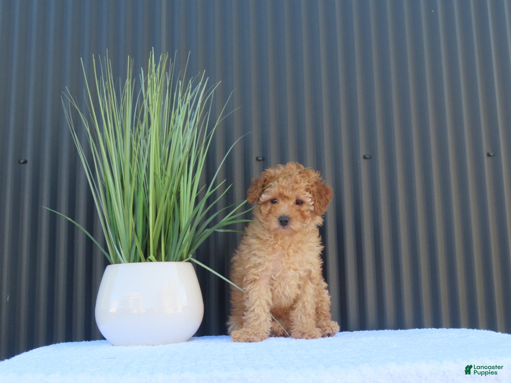Toy Poodle dogs for sale: Macey - Ad 3