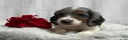 Miniature Dachshund dogs for sale: Marshall - Ad 2