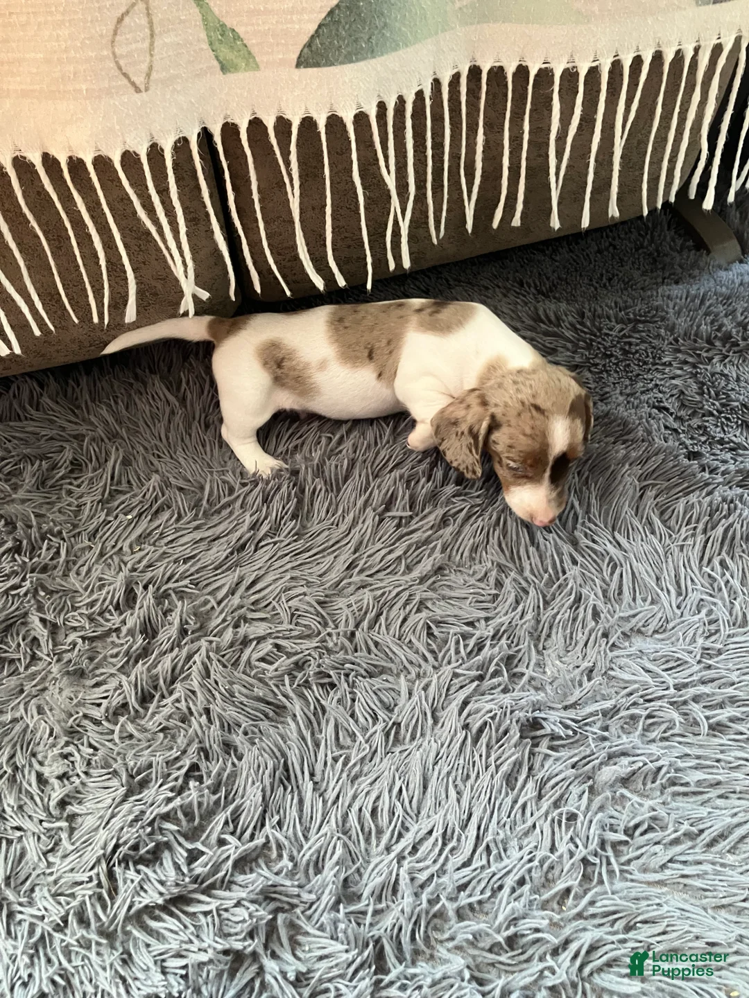 Miniature Dachshund dogs for sale: Akc smoke - Ad 2