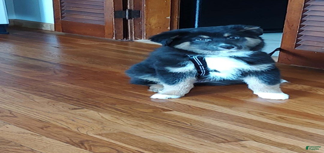 Gallery Image {{count}}