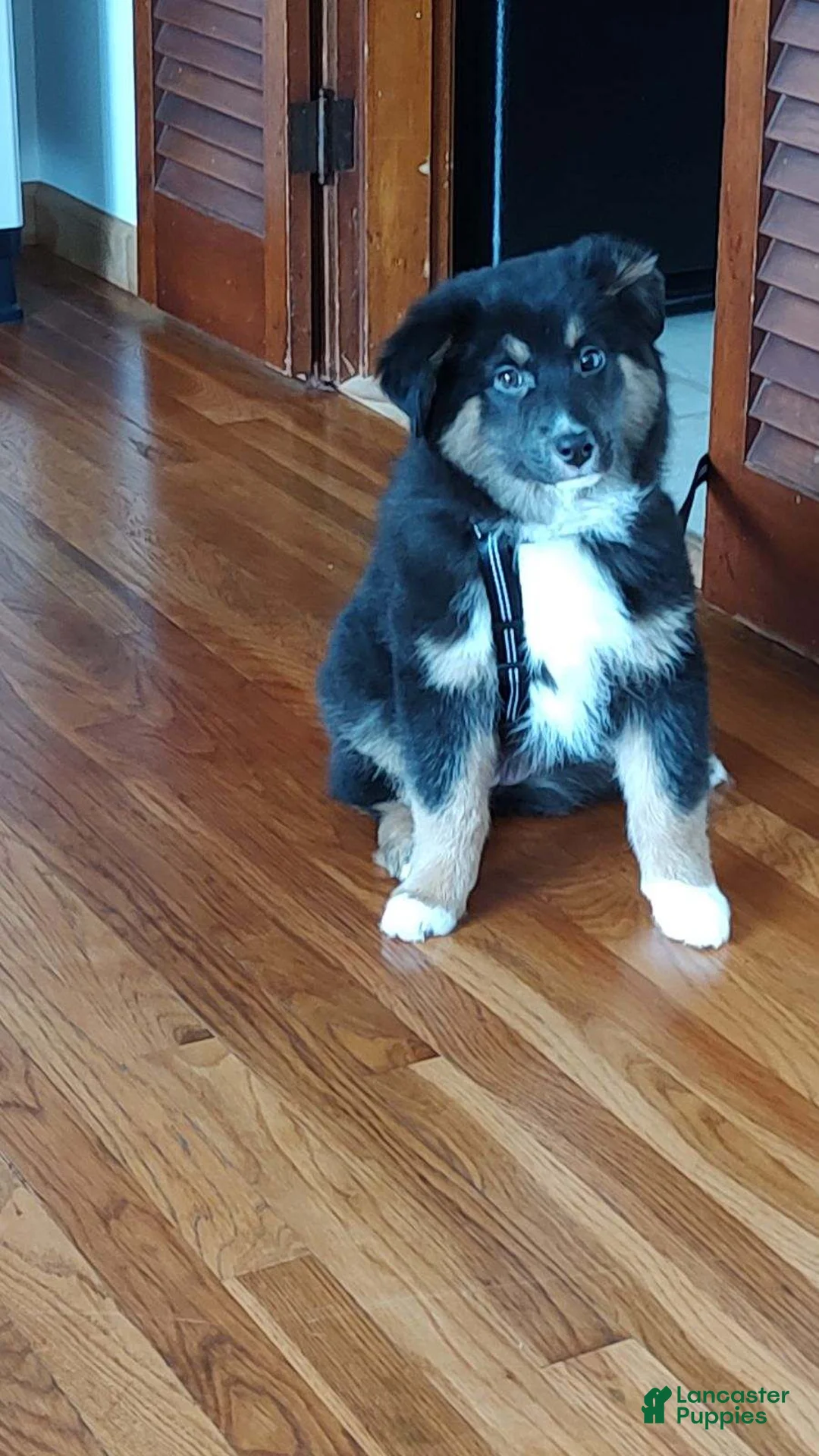 Gallery Image {{count}}