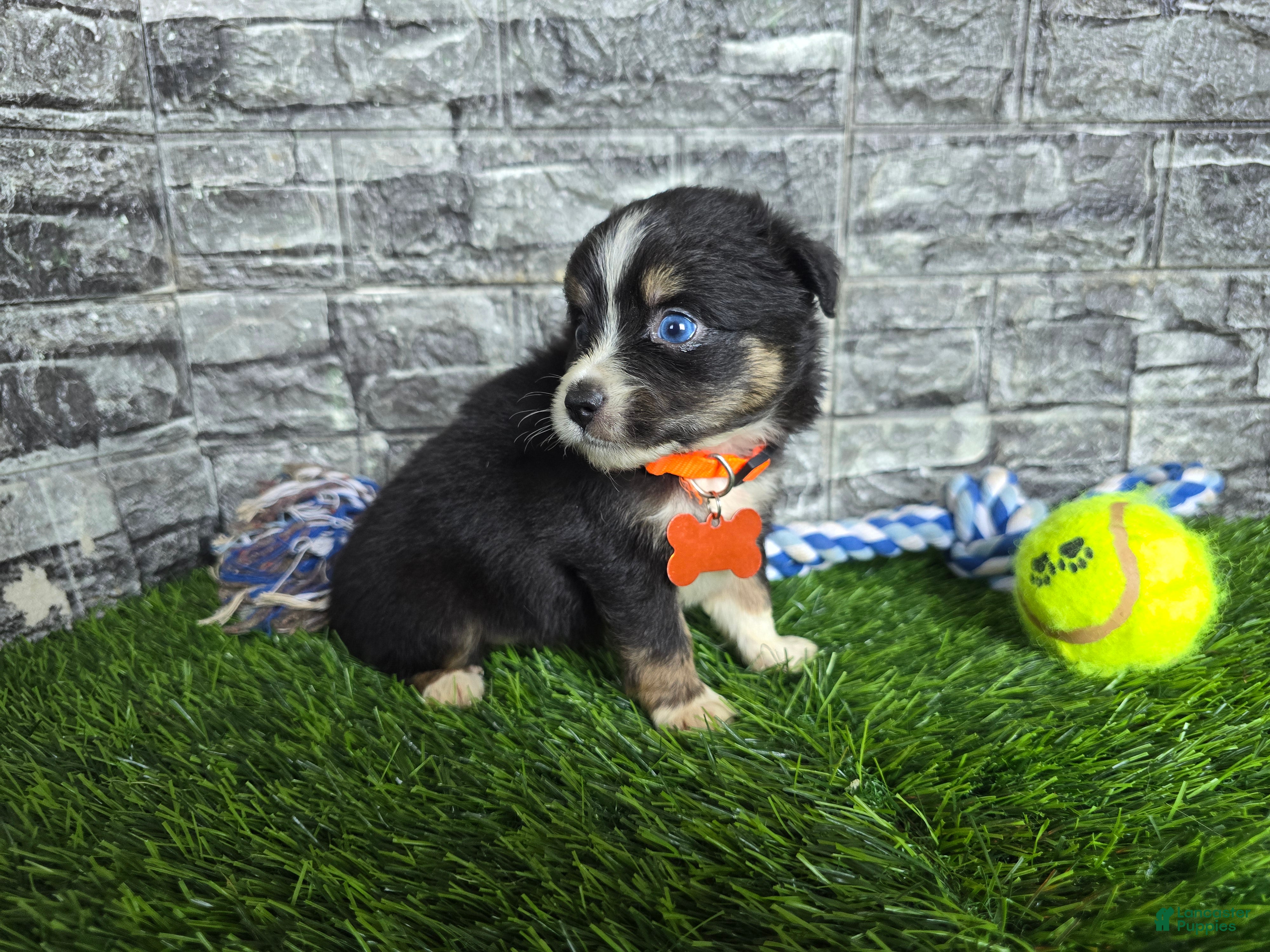 Toy Australian Shepherd dogs Boy 1 - Ad 2