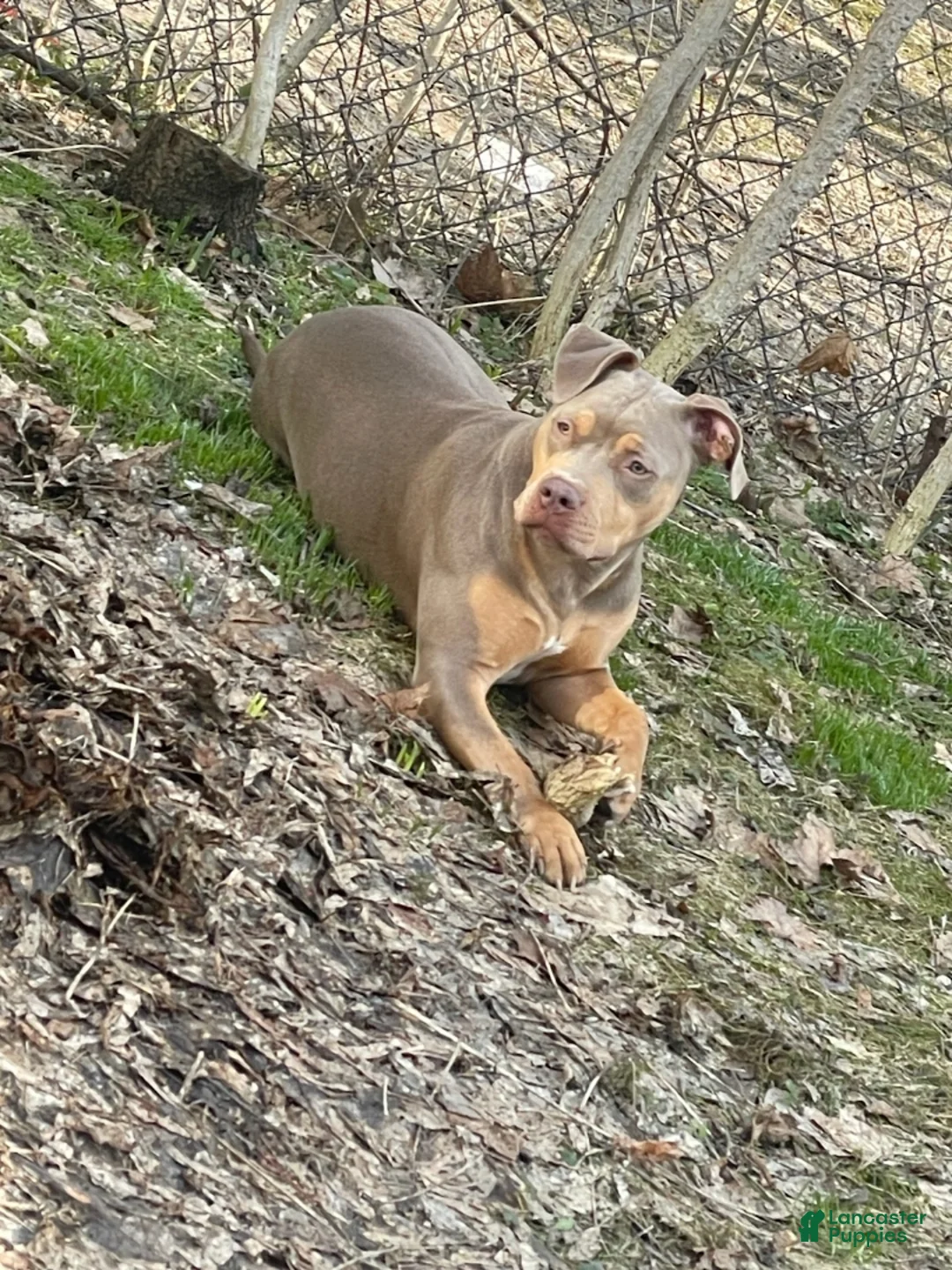 American Bully dogs for sale: American Bully Puppy 1 - Ad 2