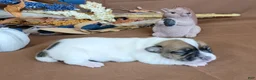 Jack Russell Terrier dogs for sale: Tara female JRT purebred  - Ad 3